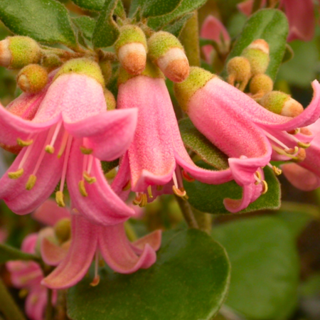 Clusters of pink correa flowers nestled among green foliage in a garden setting.