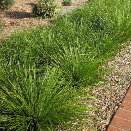 Lomandra longifolia growing along a paved walkway, creating a clean, modern landscape look.