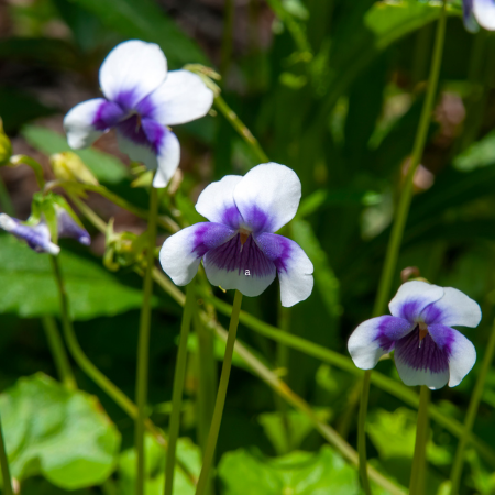 Native violet spreading as ground cover, creating a gentle carpet of flowers in a garden setting.