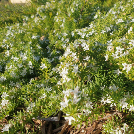 Creeping boobialla spreading as dense ground cover, covered in small white flowers.