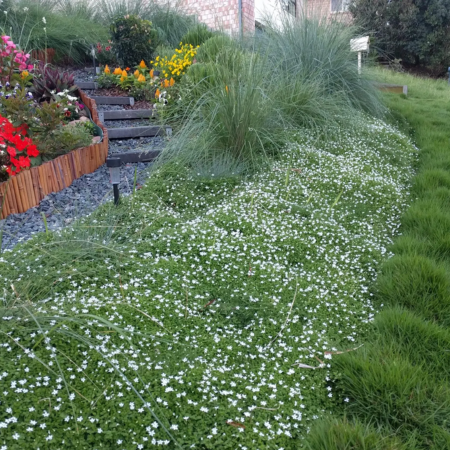 A wide sweep of trailing pratia covering a garden bed with fine foliage and star-like blooms.