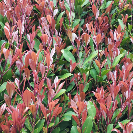 Close-up of healthy lilly pilly foliage with fresh copper-red tips and mature green leaves underneath.