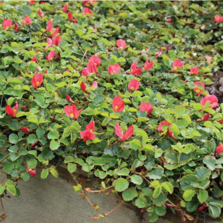 Running postman cascading over a low wall, with glossy green leaves and vibrant red blooms.
