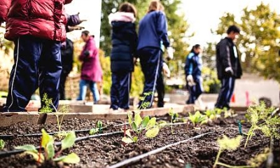A group of children and adults working together in a school garden, planting and caring for young seedlings.