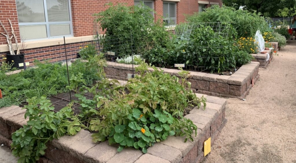 A thriving school garden filled with vegetables, herbs and colourful flowers.