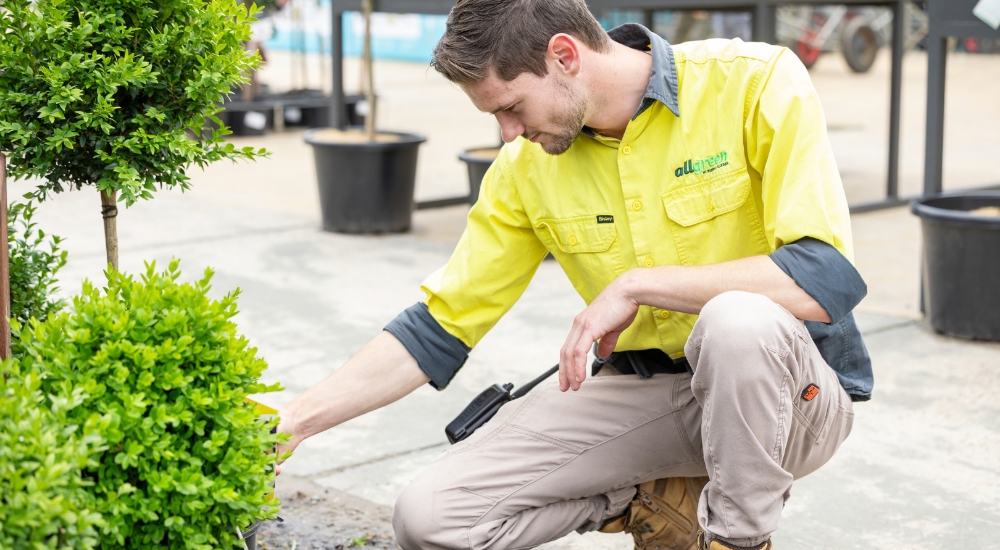 An All Green Nursery & Garden team member tending to plants, highlighting hands-on care and professional expertise in maintaining healthy green spaces.