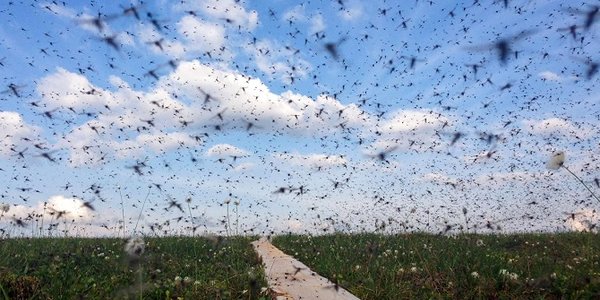 tại sao nên sử dụng dịch vụ phun thuốc diệt muỗi