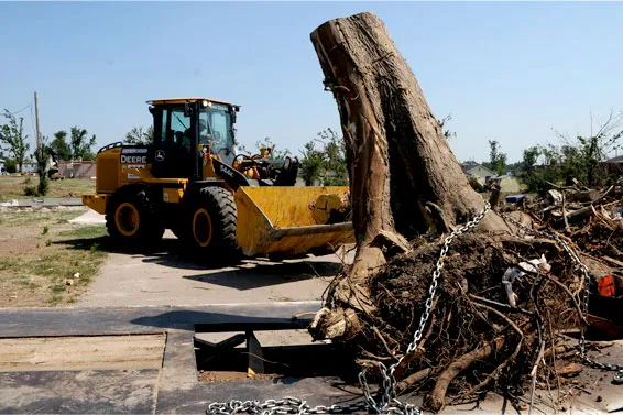 Tree services Sydney