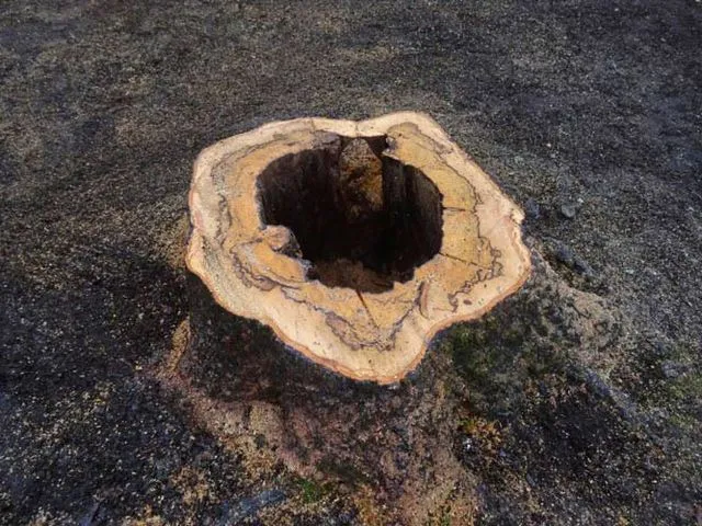 Tree services Sydney 