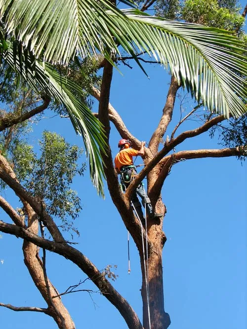 Tree loppers Sydney