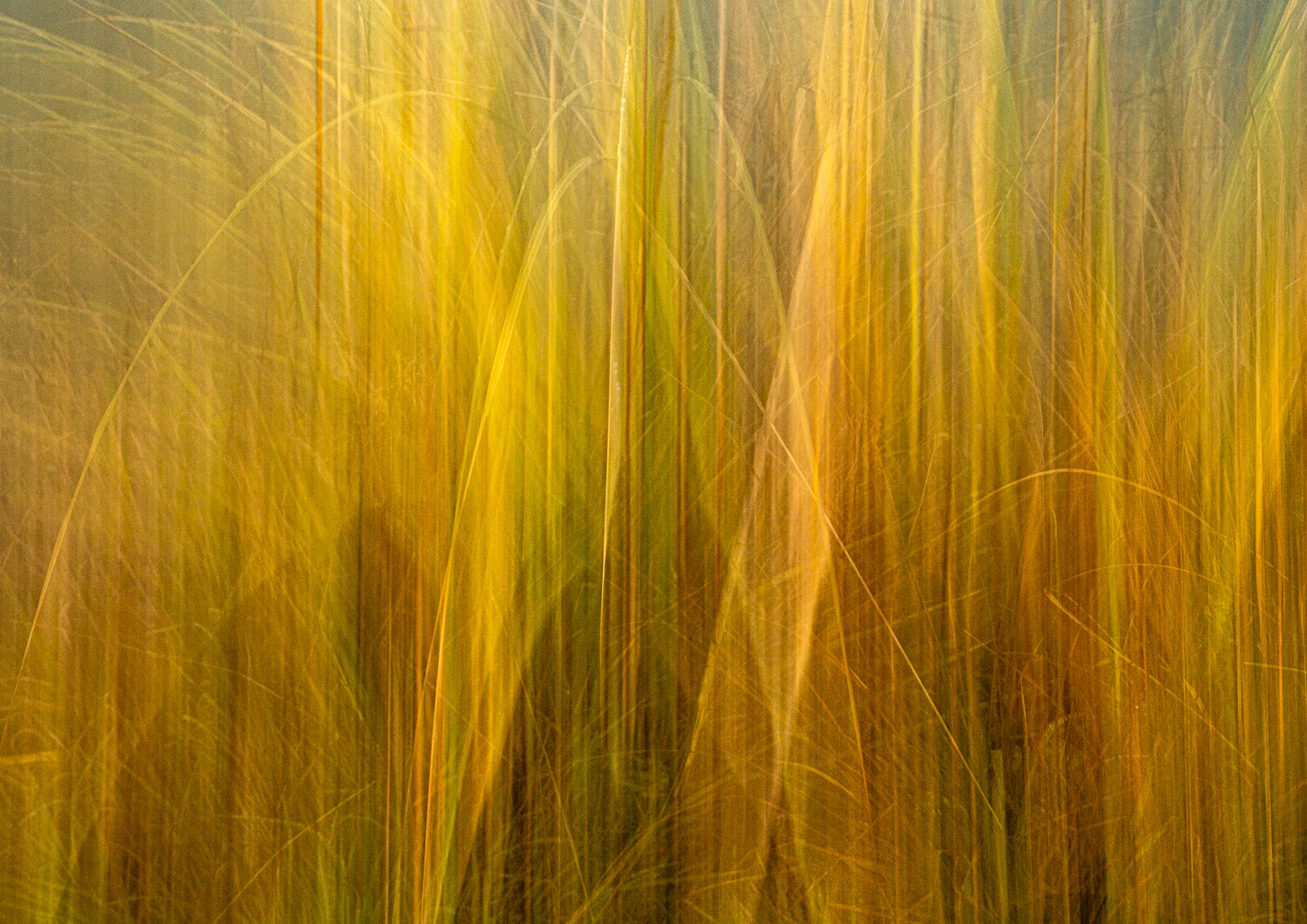 intentional camera movement plant