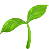 Semilla