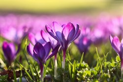 Spring Term 2 2026 - West Rise Primary Newsletter