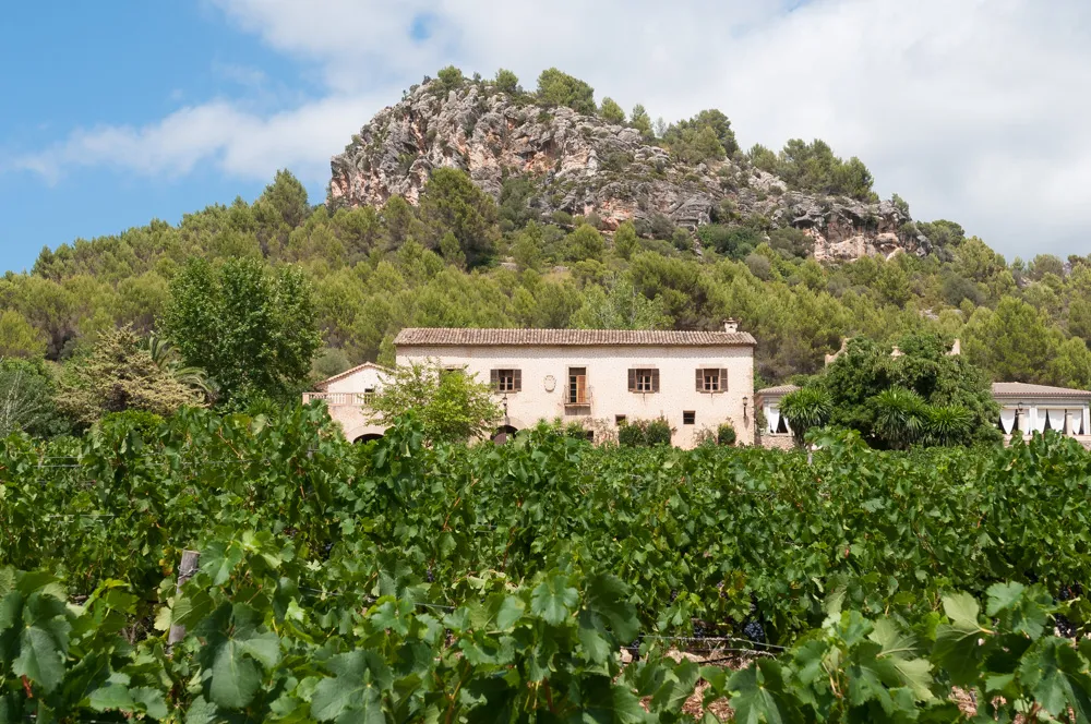Vineyard with green grapevines in front of a rustic beige building and forested rocky hill under a partly cloudy sky.