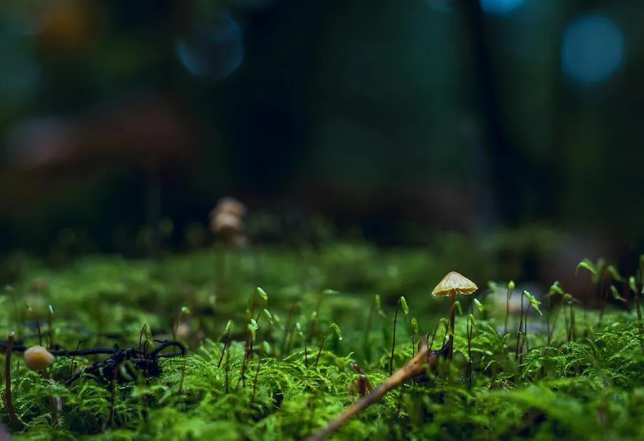 Psilocybin Therapy in Canada
