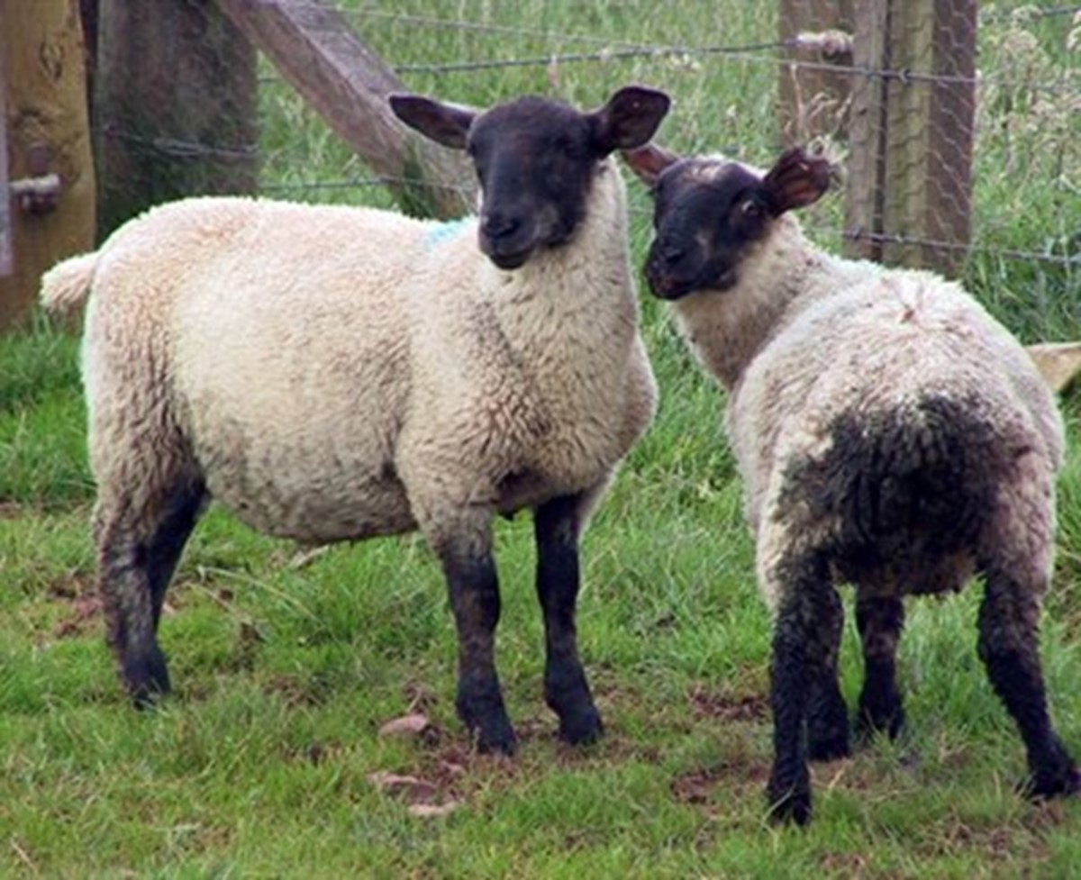 Nematodirus in Lambs: What to Watch for This Spring