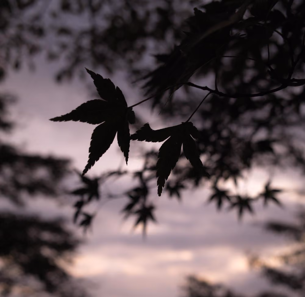 Silhouettes of pointed maple leaves against a dusky purple sky at twilight.