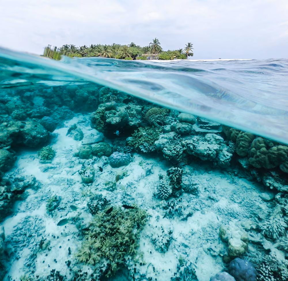 Split view of clear ocean water showing coral reef below and a tropical island with palm trees above