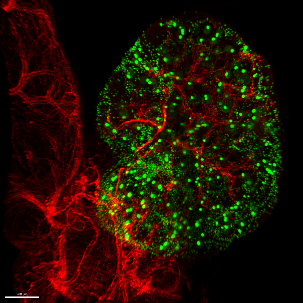 Sympathetic nerve network (red) and eggs (green) in a mouse ovary