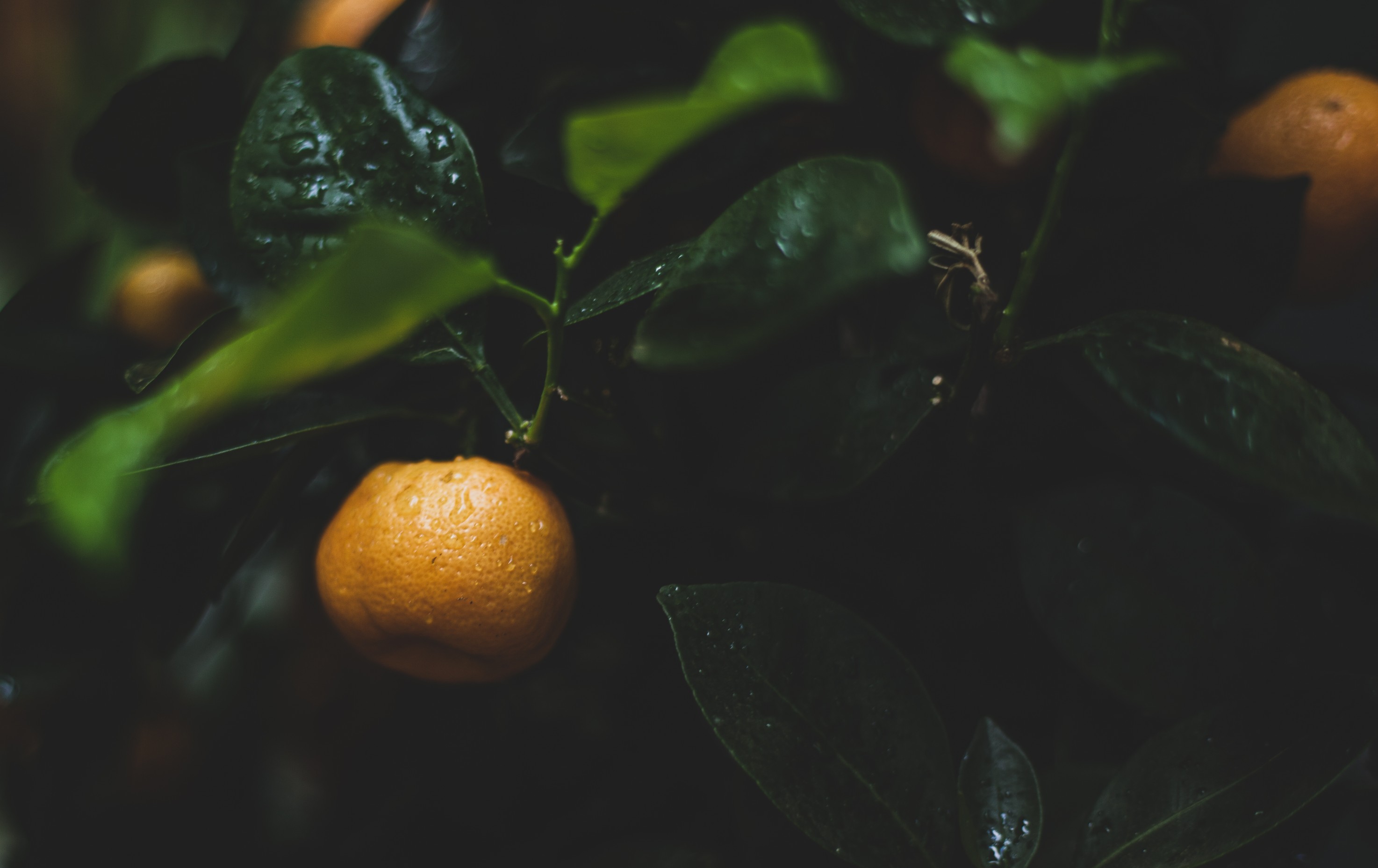 A close up image of an orange with droplets of water