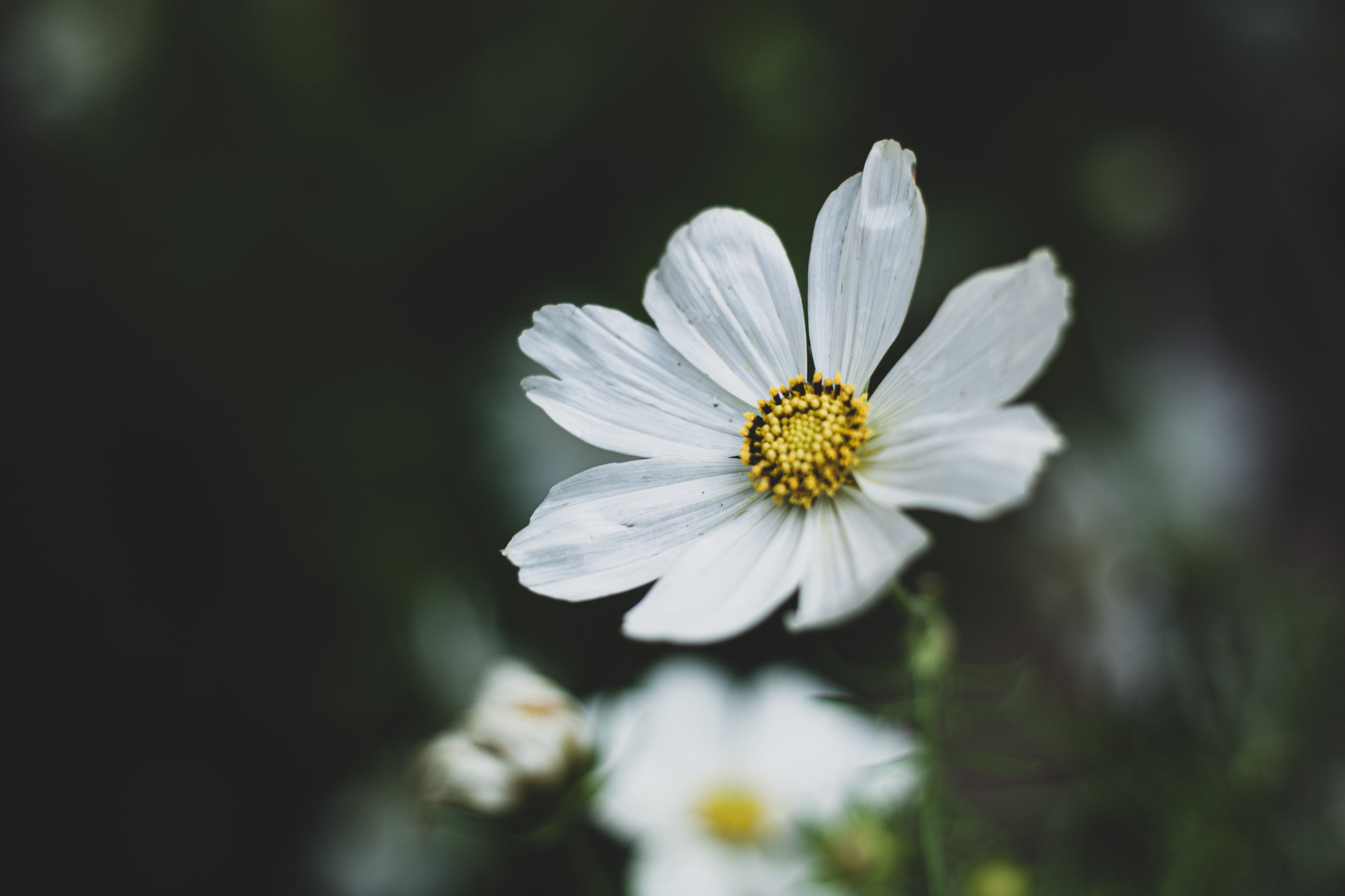 A close up image of a white flower