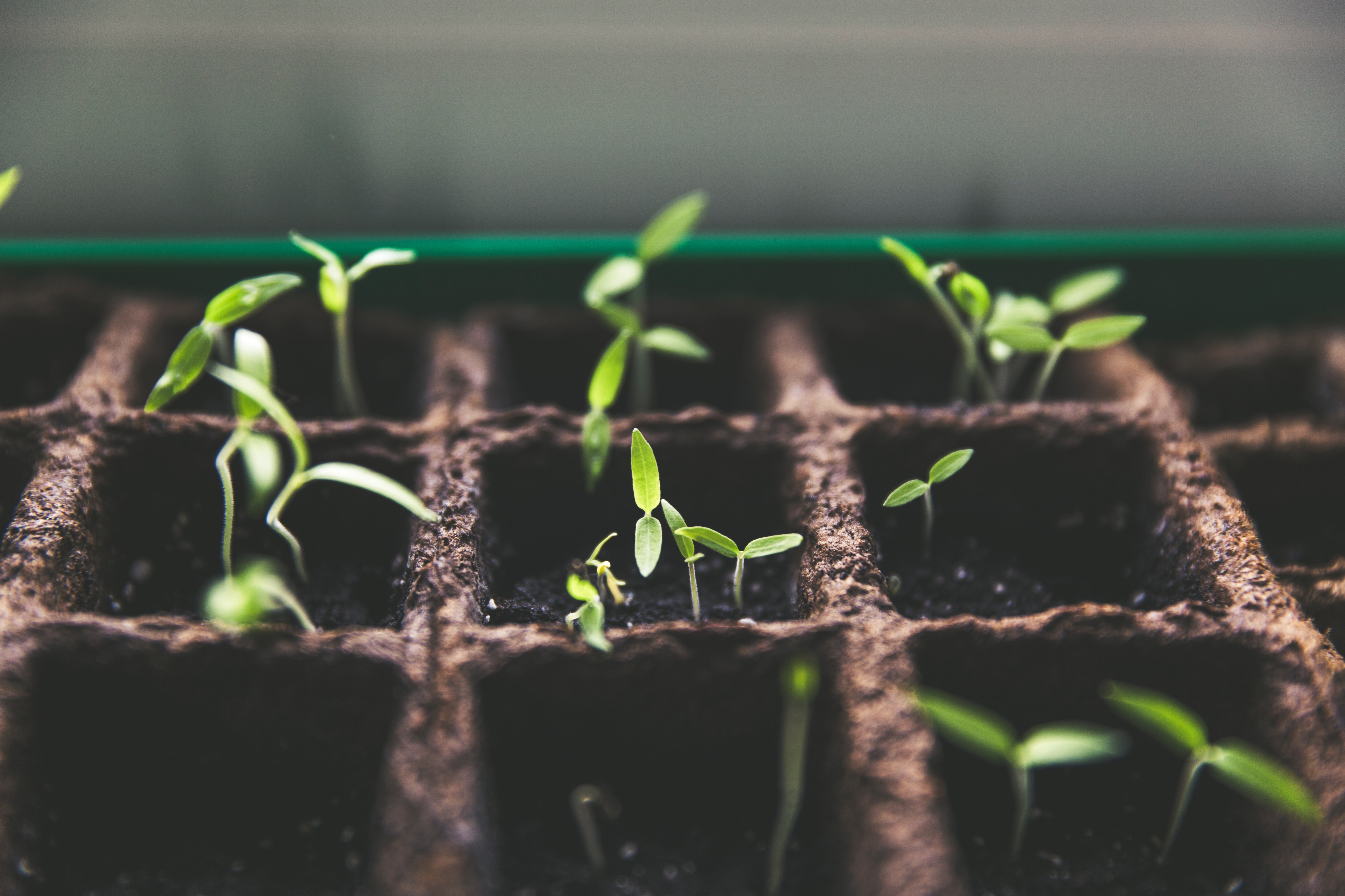 Image of plants growing