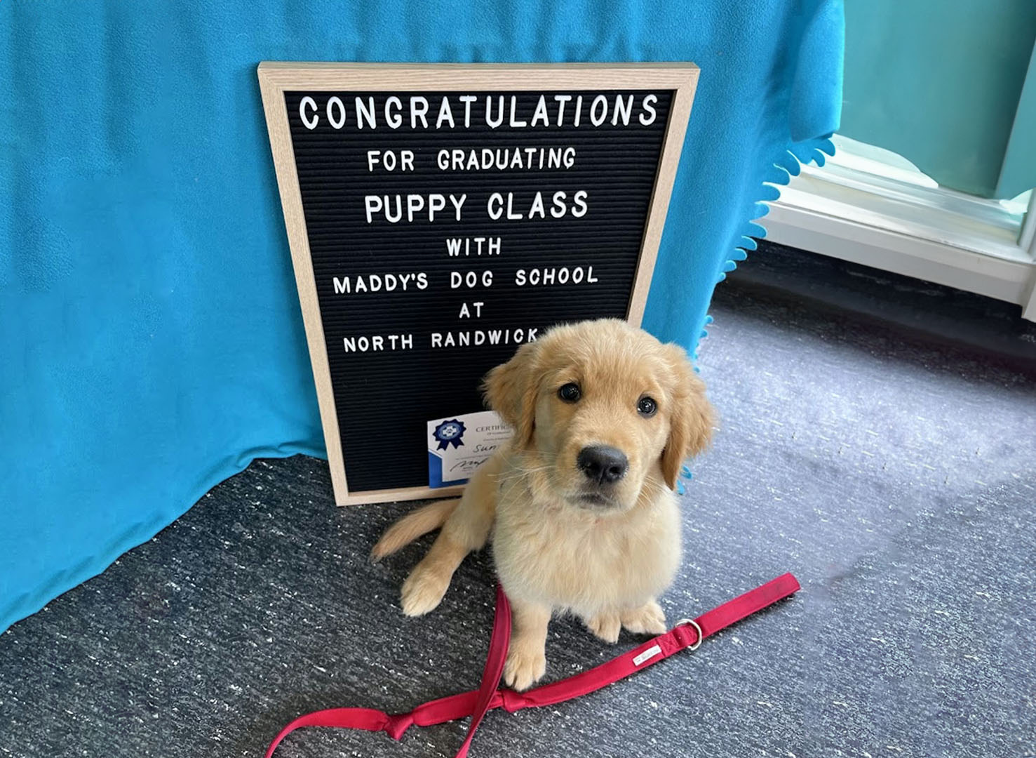 Puppy School Class