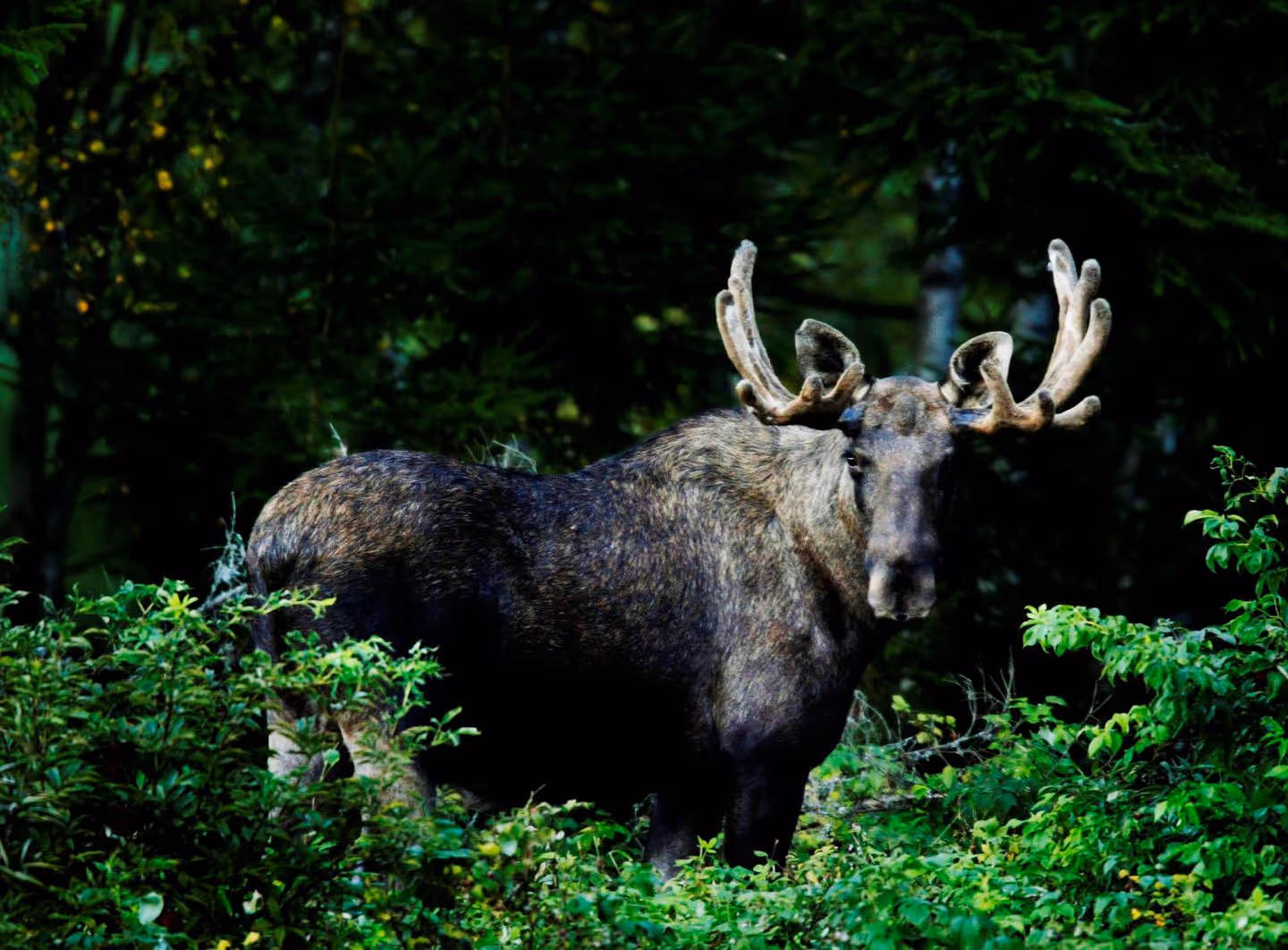 A majestic moose standing among dense foliage in the forest, gazing directly at the camera with its antlers on full display.