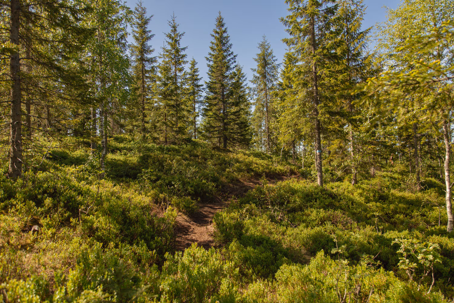 Easy forest tour from Oslo