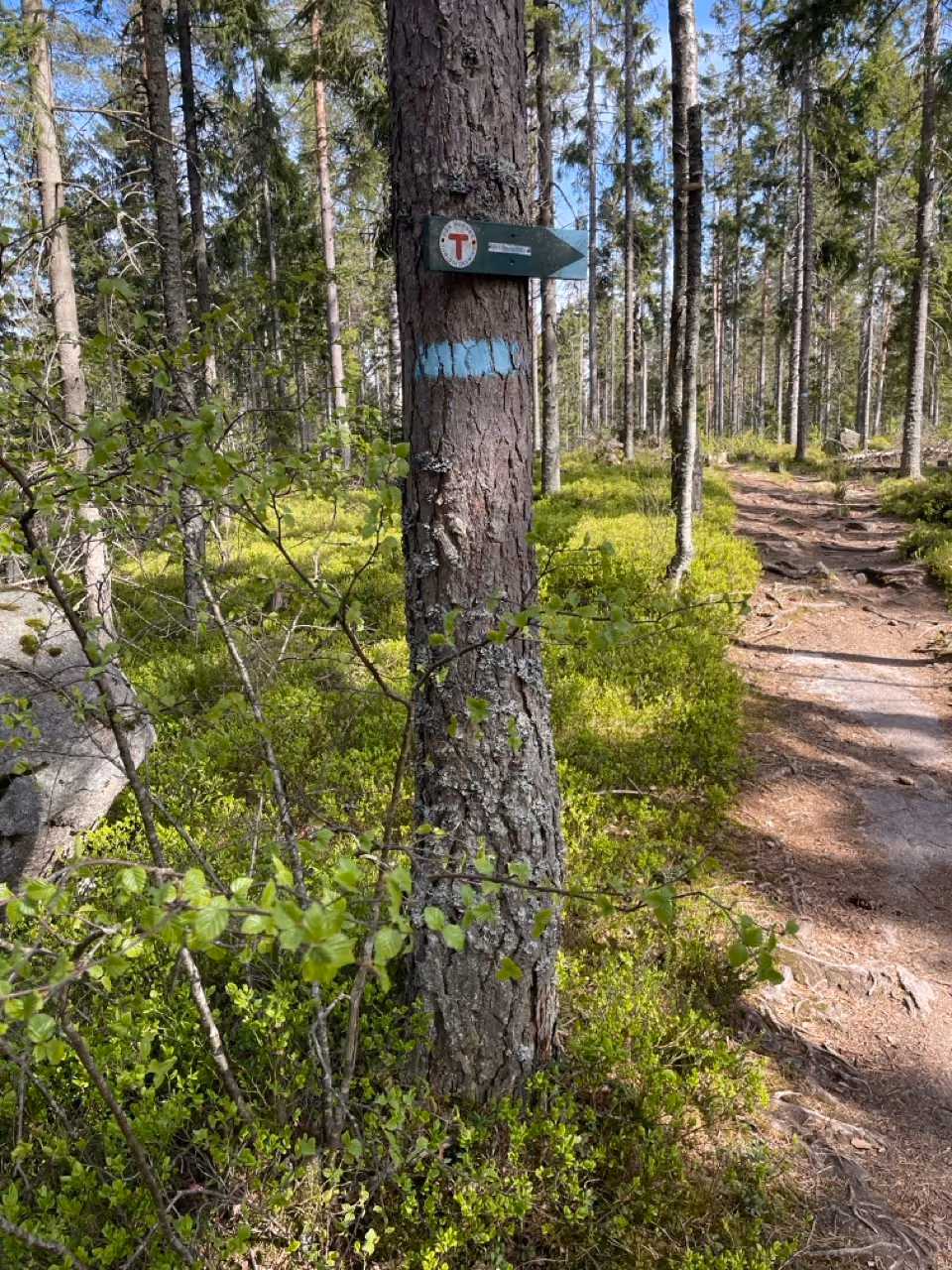 Magical Norwegian forest tour