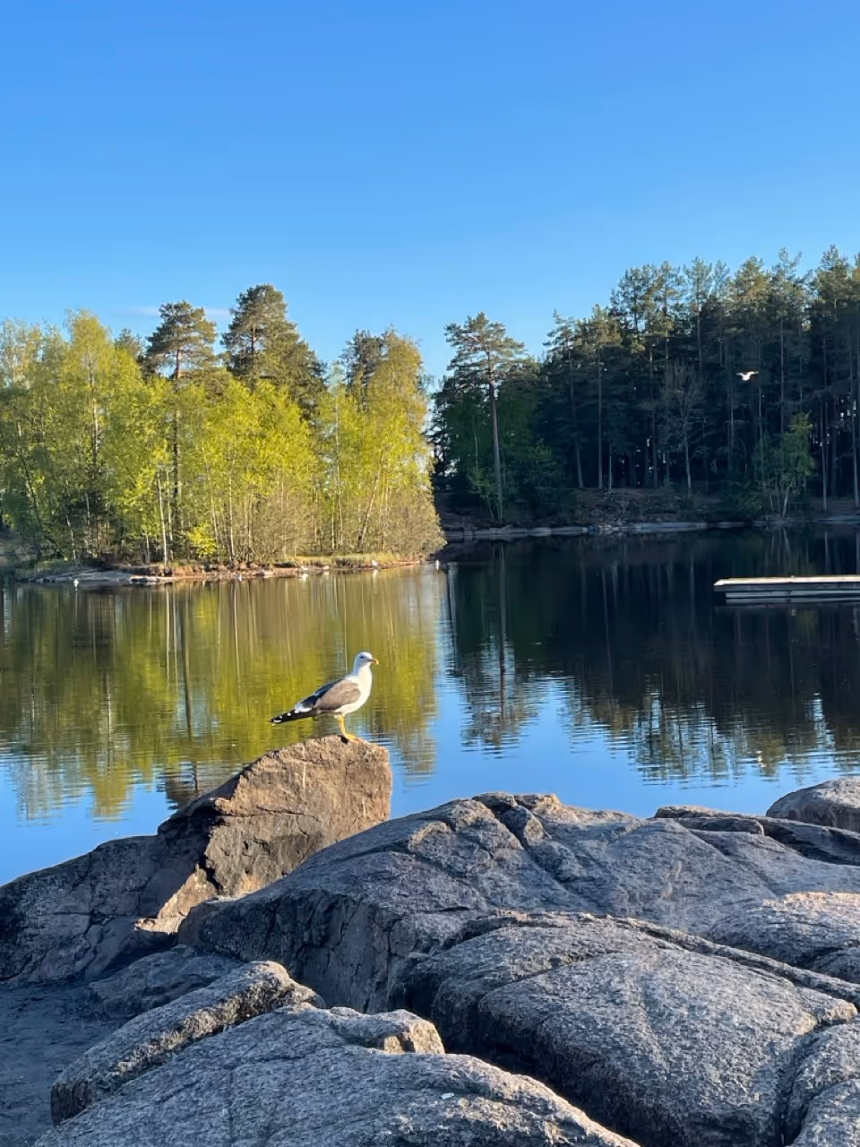 Magical Norwegian woods tour