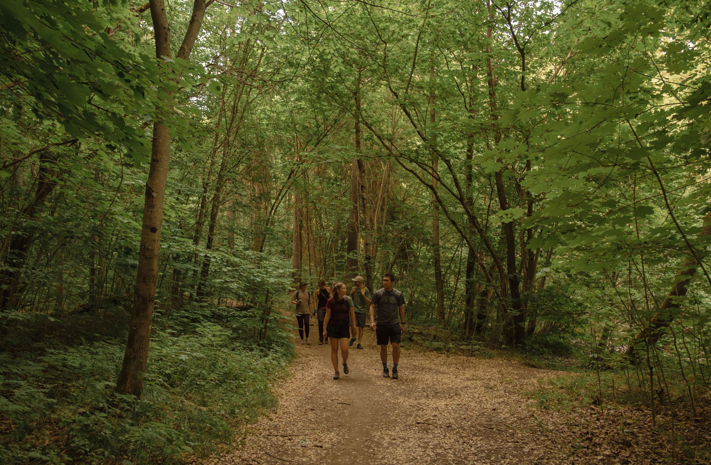 Group of hikers exploring the magical Norwegian woods, surrounded by tall trees and lush greenery on a guided tour near Oslo.