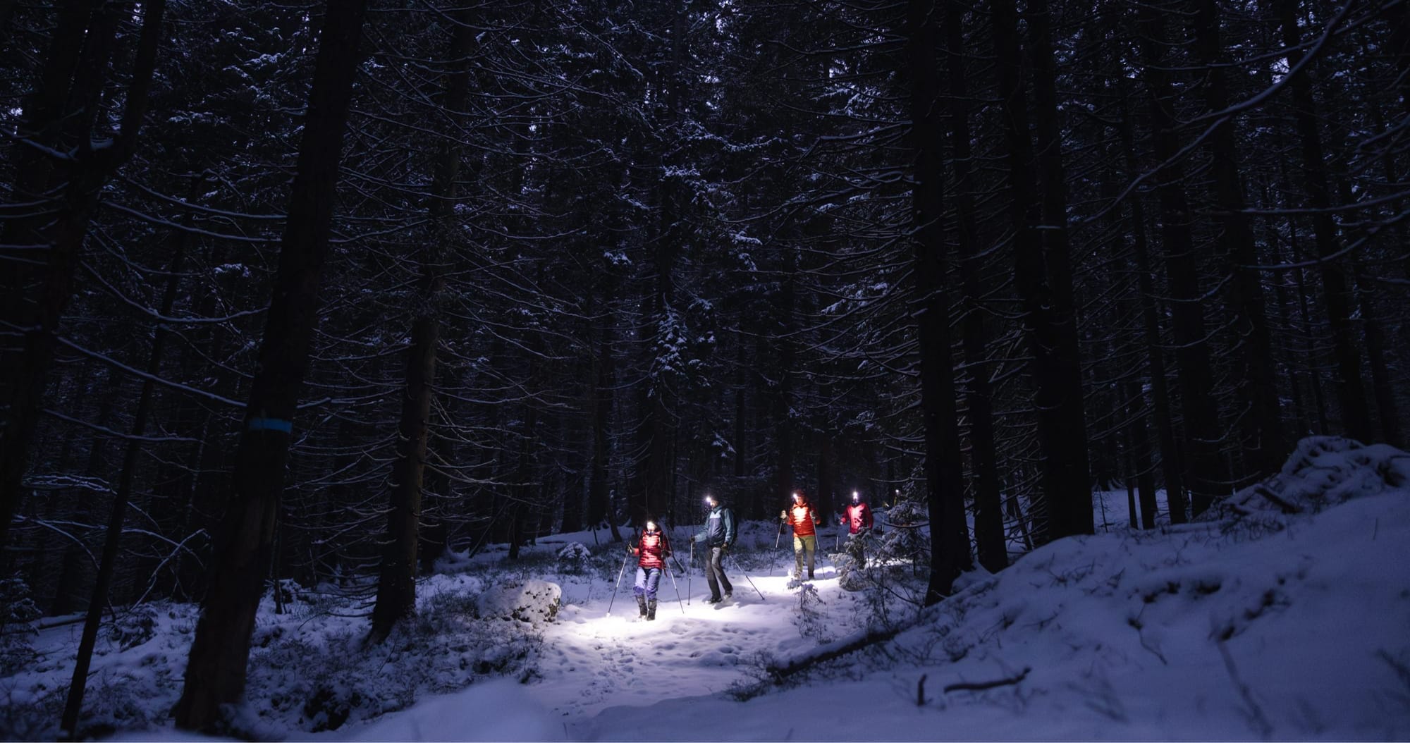A group of hikers walking along a forest trail surrounded by tall trees and lush greenery. A metal railing lines the path, adding safety for hikers as they explore the scenic area.