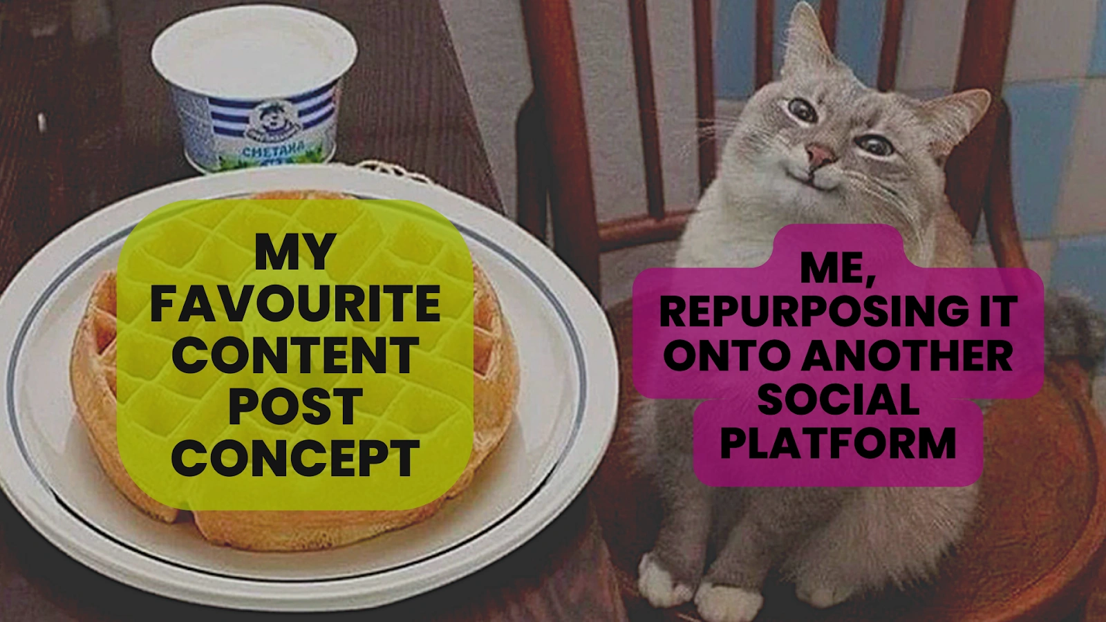 A grey cat is sitting in a brown chair next. The text over the cat reads "Me, repurposing it onto another social platform"