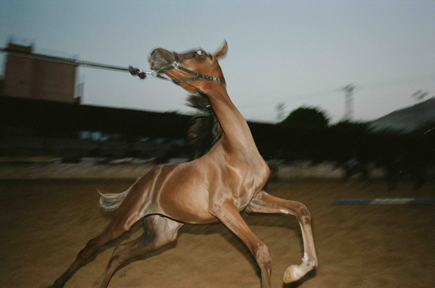 Before Freedom by Adam Rouhana, documentary photography