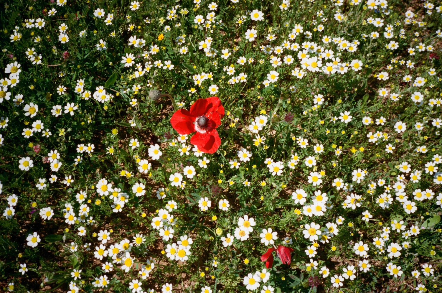 Before Freedom by Adam Rouhana, documentary photography