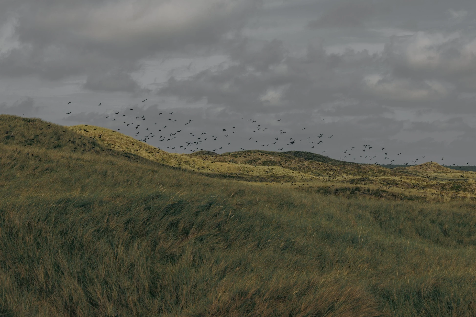 Vipp Cold Hawaii captured by Richard Gastond, Hahn Lavsen, cation house, architecture, interior design, Denmark Guide