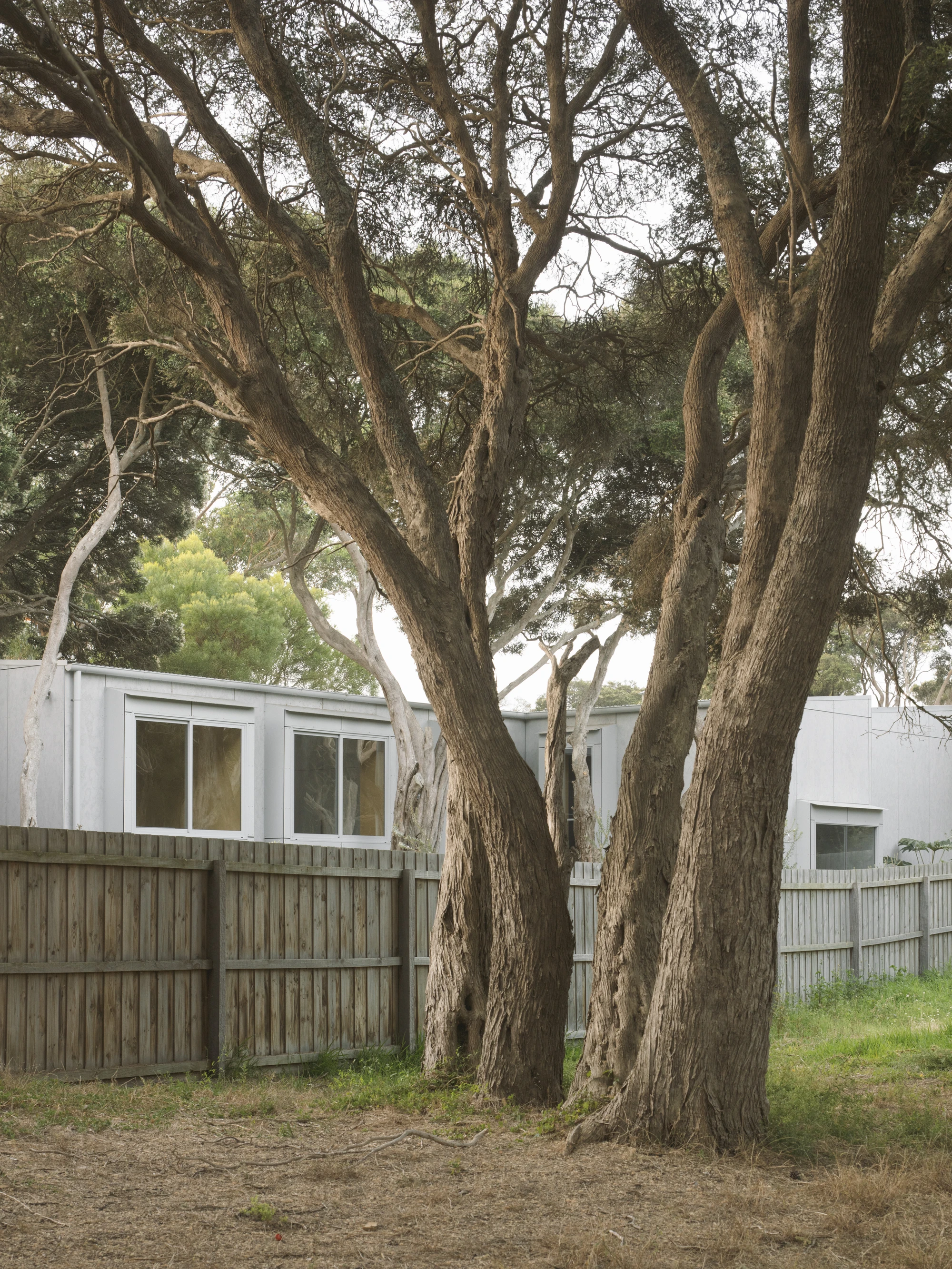 First House Past the Trees by Josh Cole WORKCRAFT in Barwon Heads Australia, residential architecture built around protected Moonah trees with fibre-cement and timber batten screens