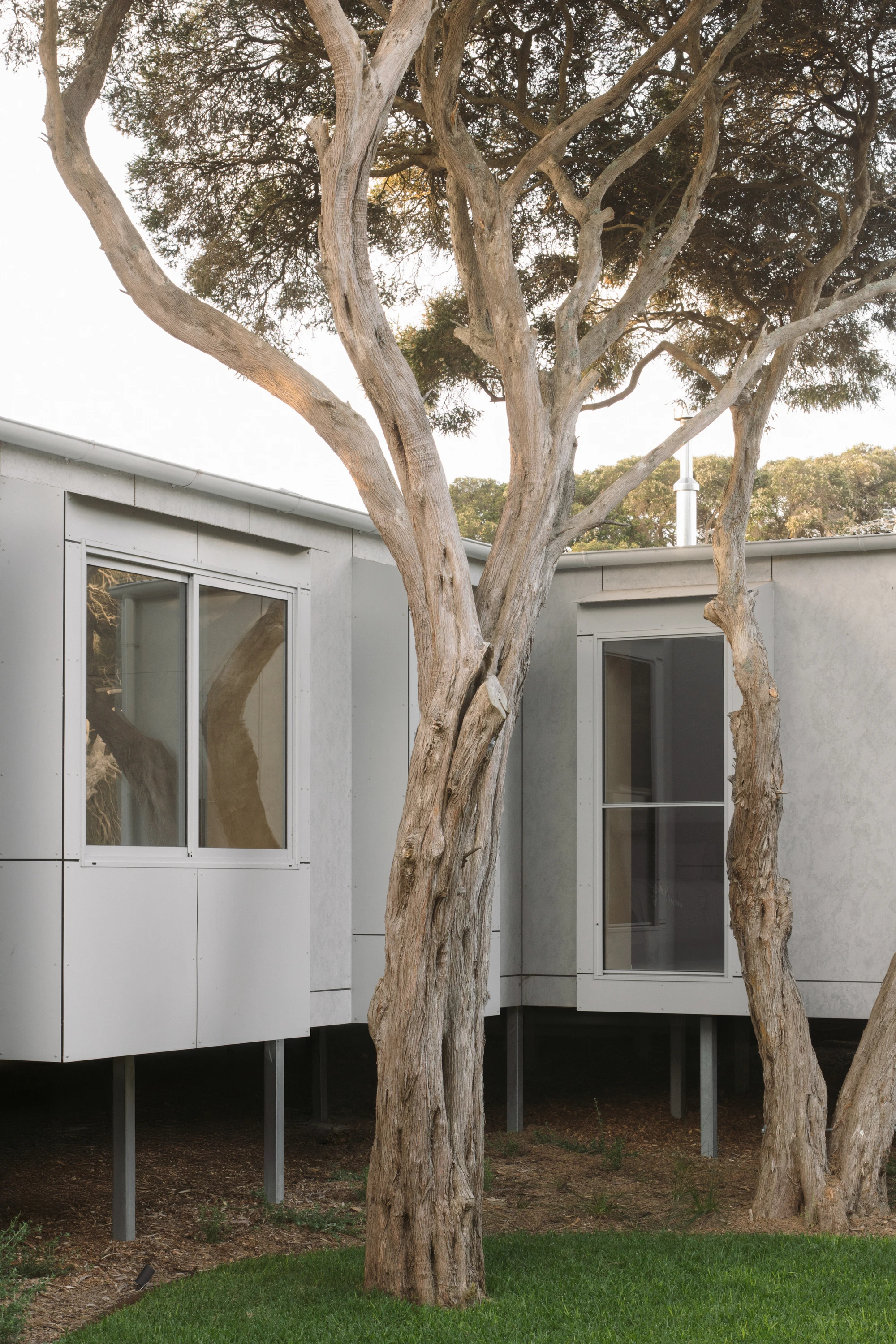 First House Past the Trees by Josh Cole WORKCRAFT in Barwon Heads Australia, residential architecture built around protected Moonah trees with fibre-cement and timber batten screens