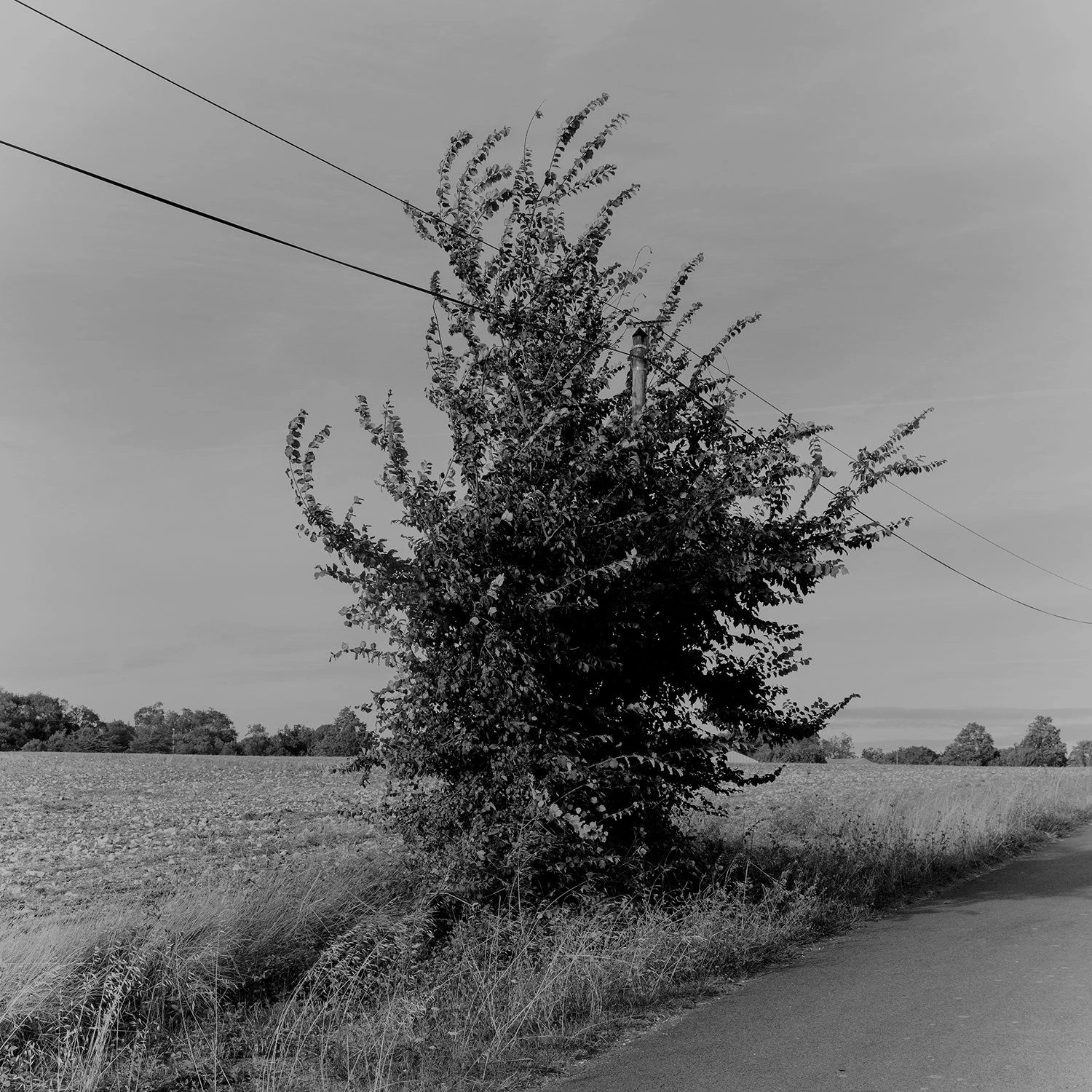 White Noise photography series by Gabriel Gómez on Phroom Platform, Venezuelan photographer in Paris exploring memory vulnerability and fashion portraiture, Prix Picto 2024