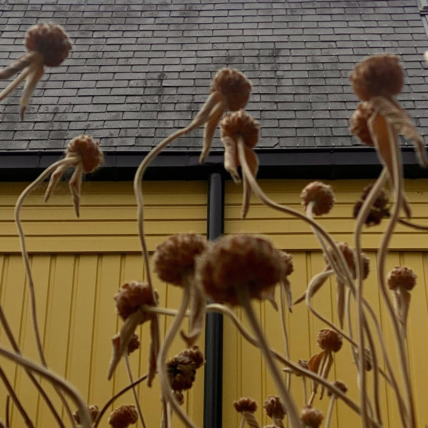 White Noise photography series by Gabriel Gómez on Phroom Platform, Venezuelan photographer in Paris exploring memory vulnerability and fashion portraiture, Prix Picto 2024