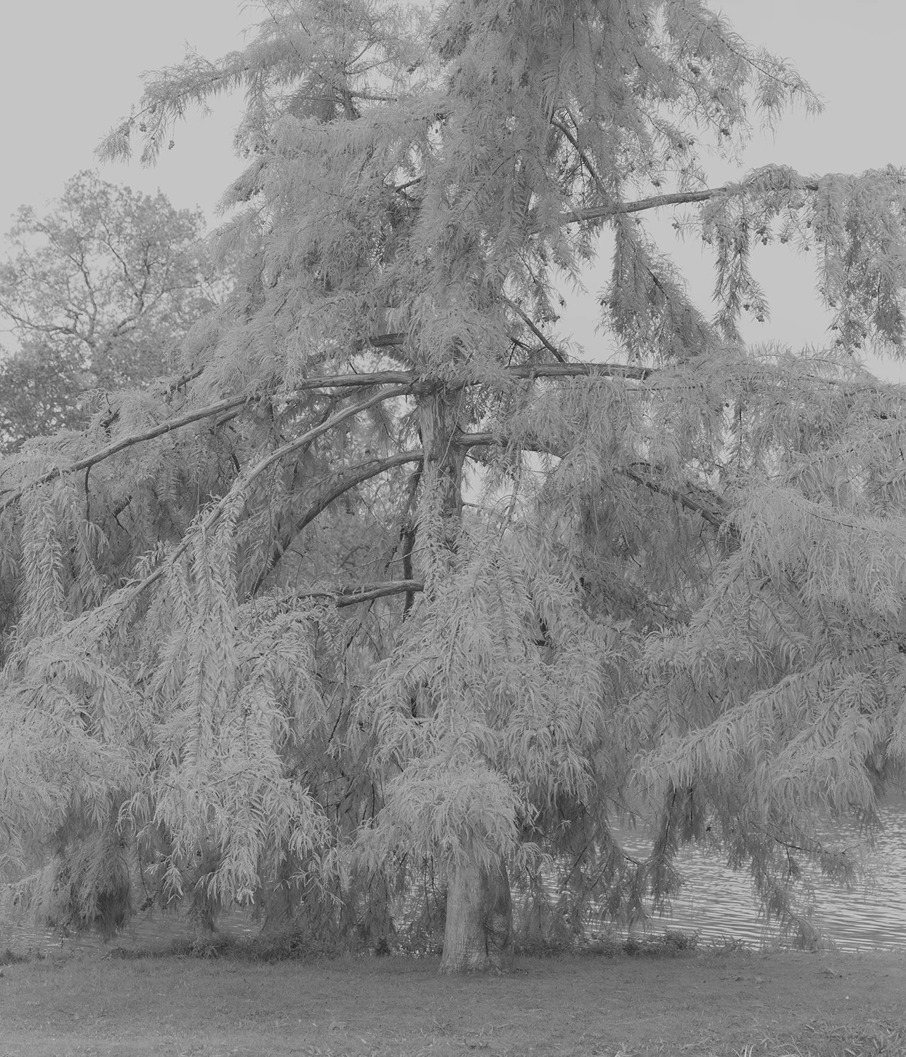 White Noise photography series by Gabriel Gómez on Phroom Platform, Venezuelan photographer in Paris exploring memory vulnerability and fashion portraiture, Prix Picto 2024