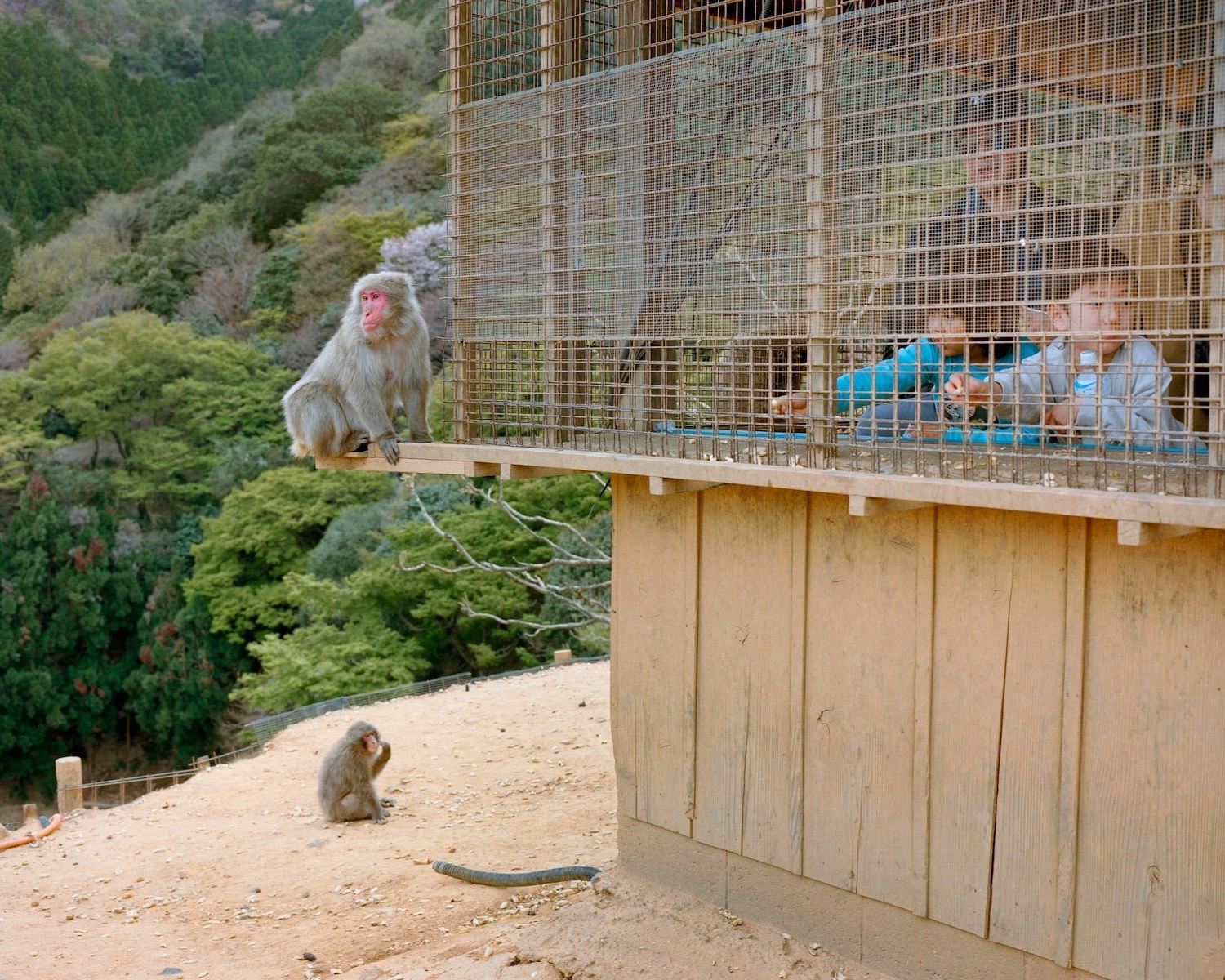 W.E.I.R.D. by Nicolò Rinaldi, Kyoto, Japan, photography, biomimicry, nature, artificial environments