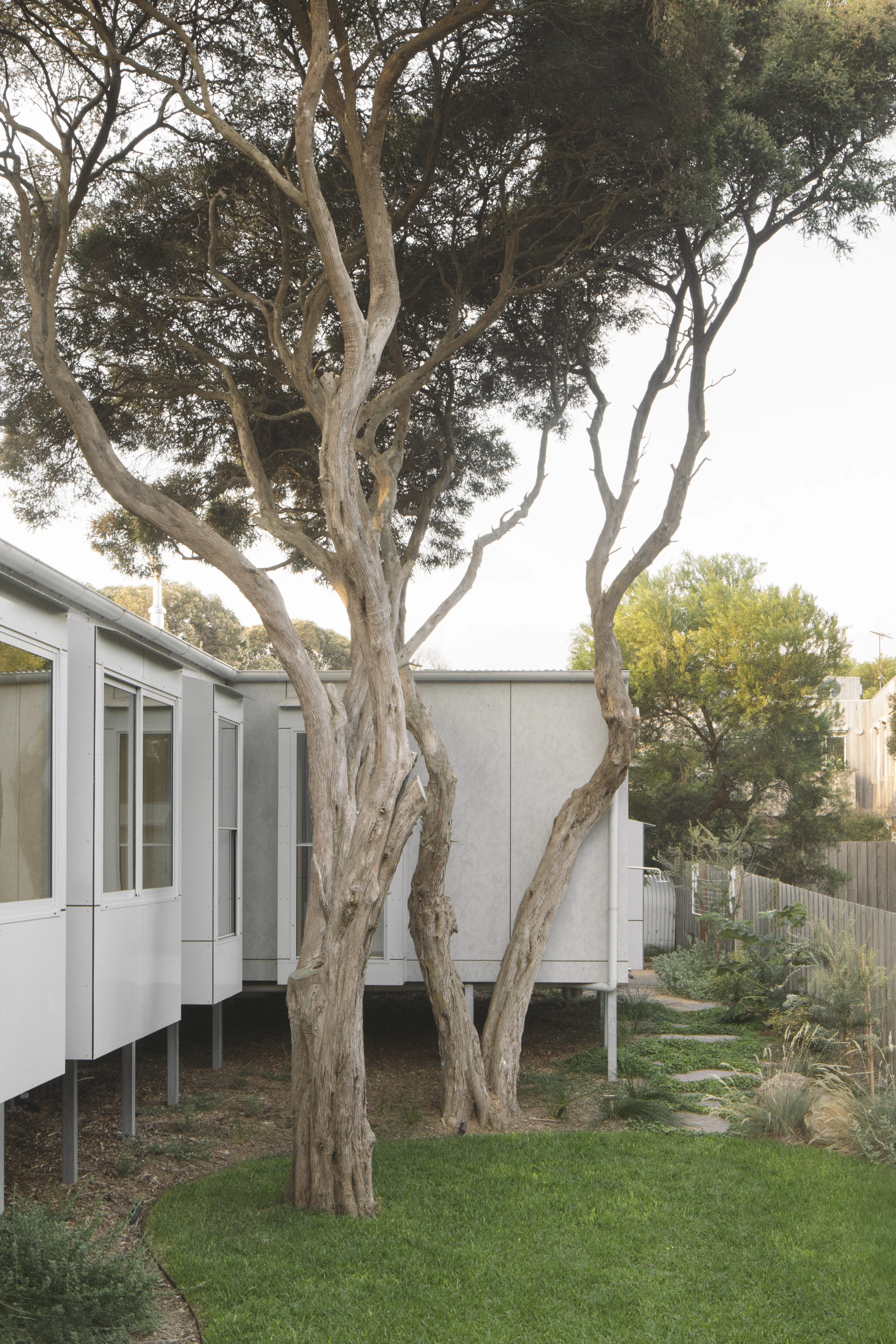 First House Past the Trees by Josh Cole WORKCRAFT in Barwon Heads Australia, residential architecture built around protected Moonah trees with fibre-cement and timber batten screens