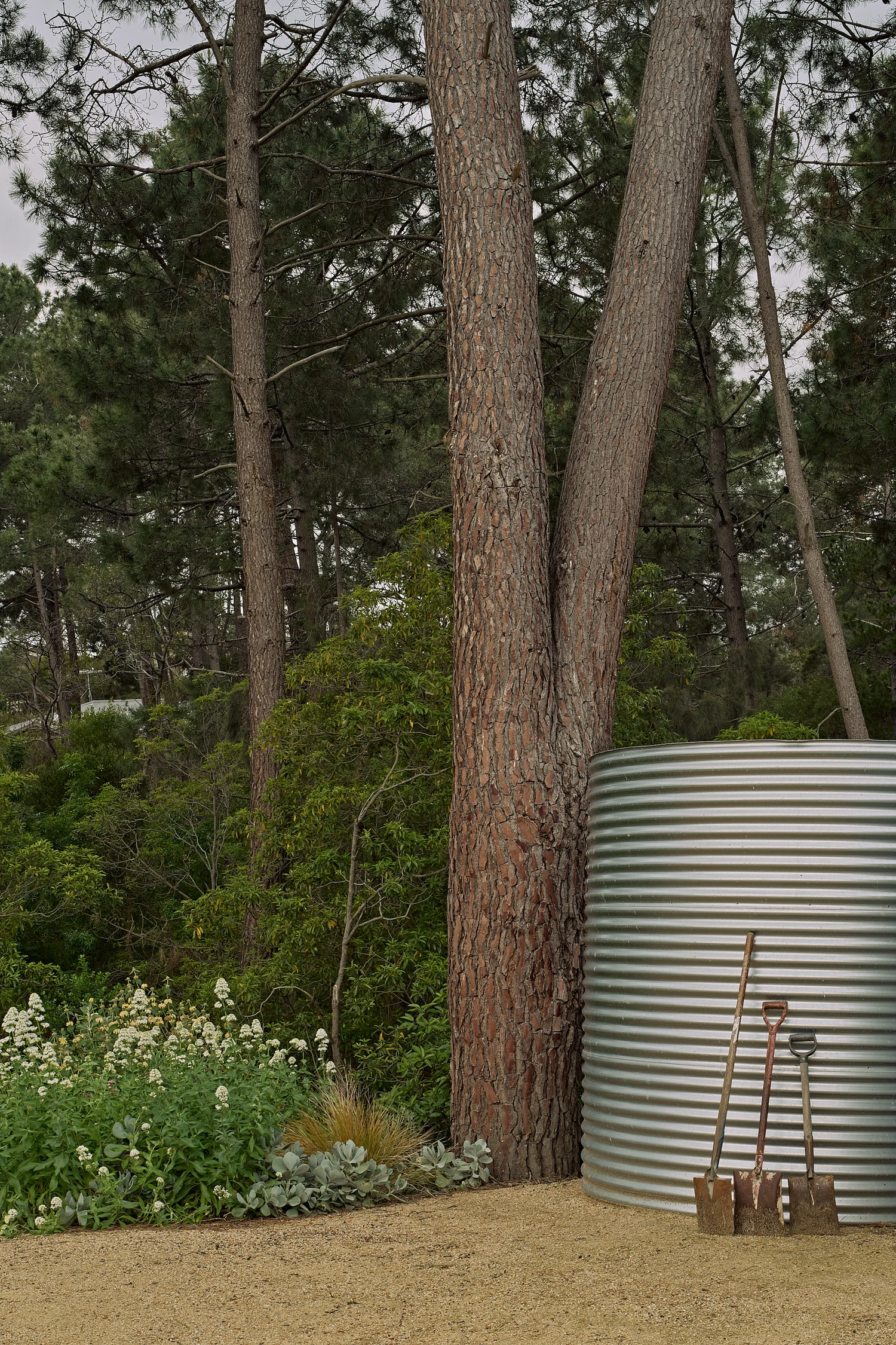 Homestead House by MRTN Architects — A corrugated metal water tank stands anchored against a tall eucalyptus trunk, its galvanized surface catching filtered light beneath the sparse canopy.