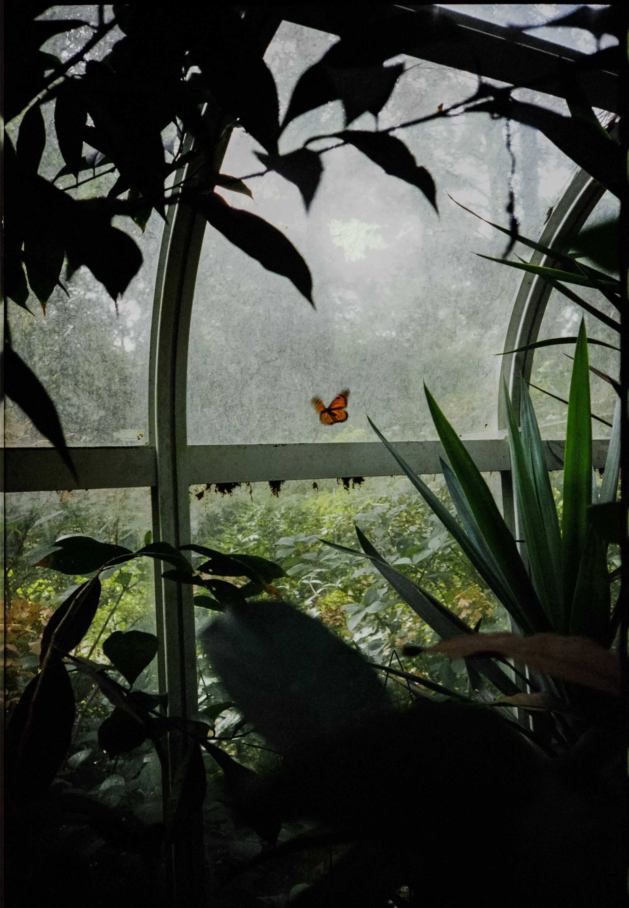We Keep Swimming, Until We All Reach Home by Jillian Guyette — A greenhouse interior framed through layered vegetation and glass.
