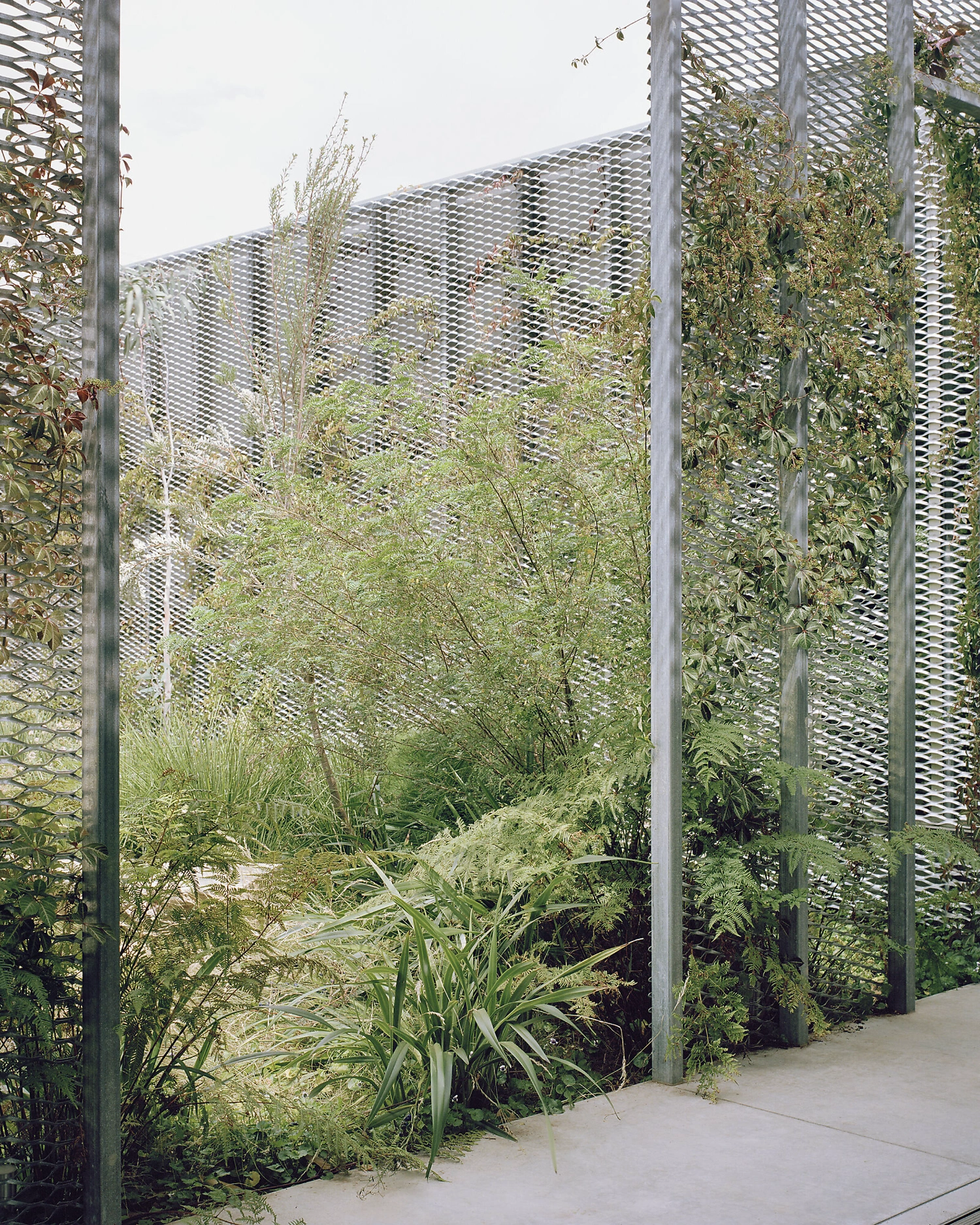 Hedge and Arbour House by Studio Bright, residential architecture, Australian house, minimalism