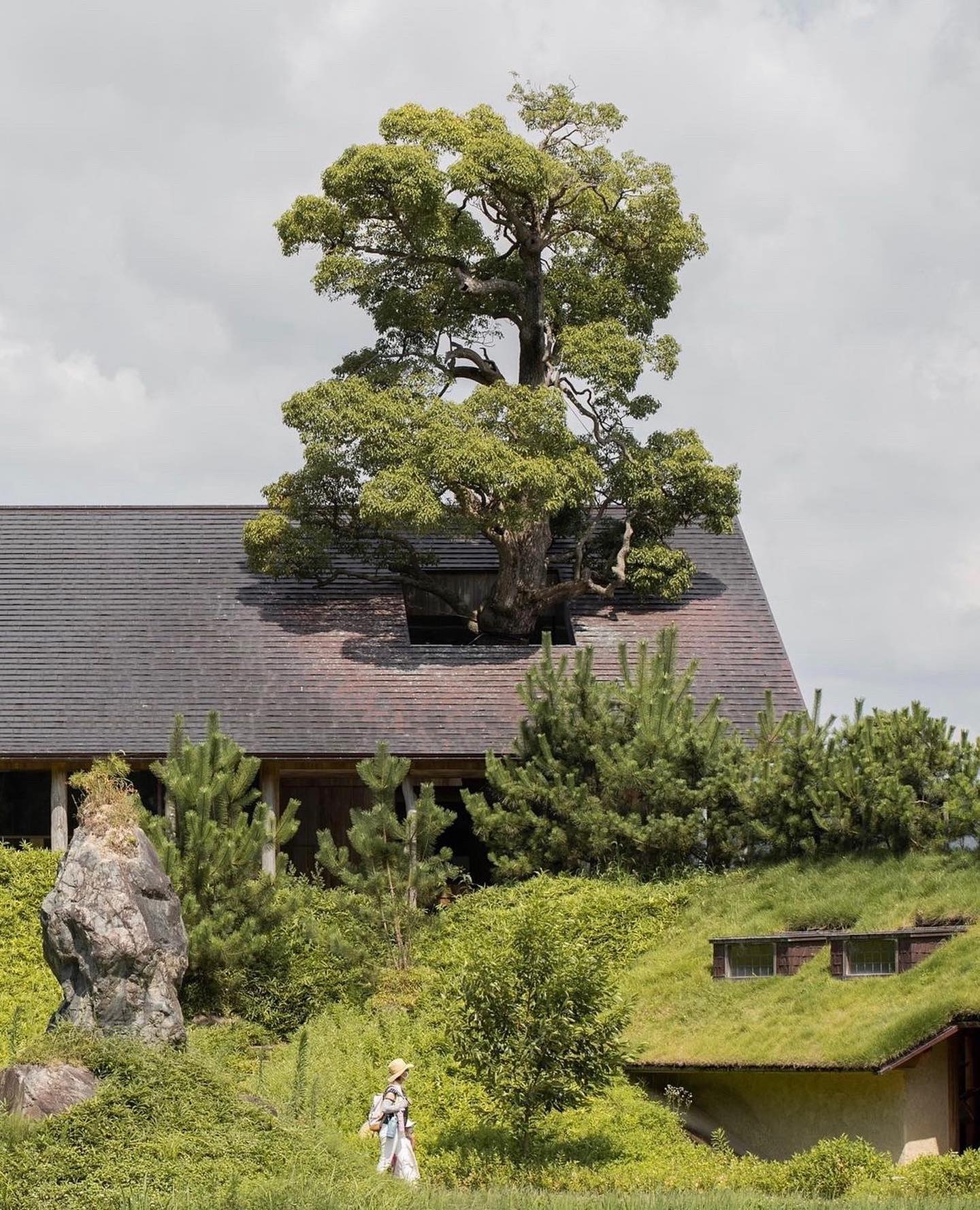 La Collina Ōmi-Hachiman by Terunobu Fujimori + Michele De Lucchi — A mature tree trunk punctures the slate-tiled pitched roof of La Collina's main structure, its canopy spreading horizontally above the building envelope.