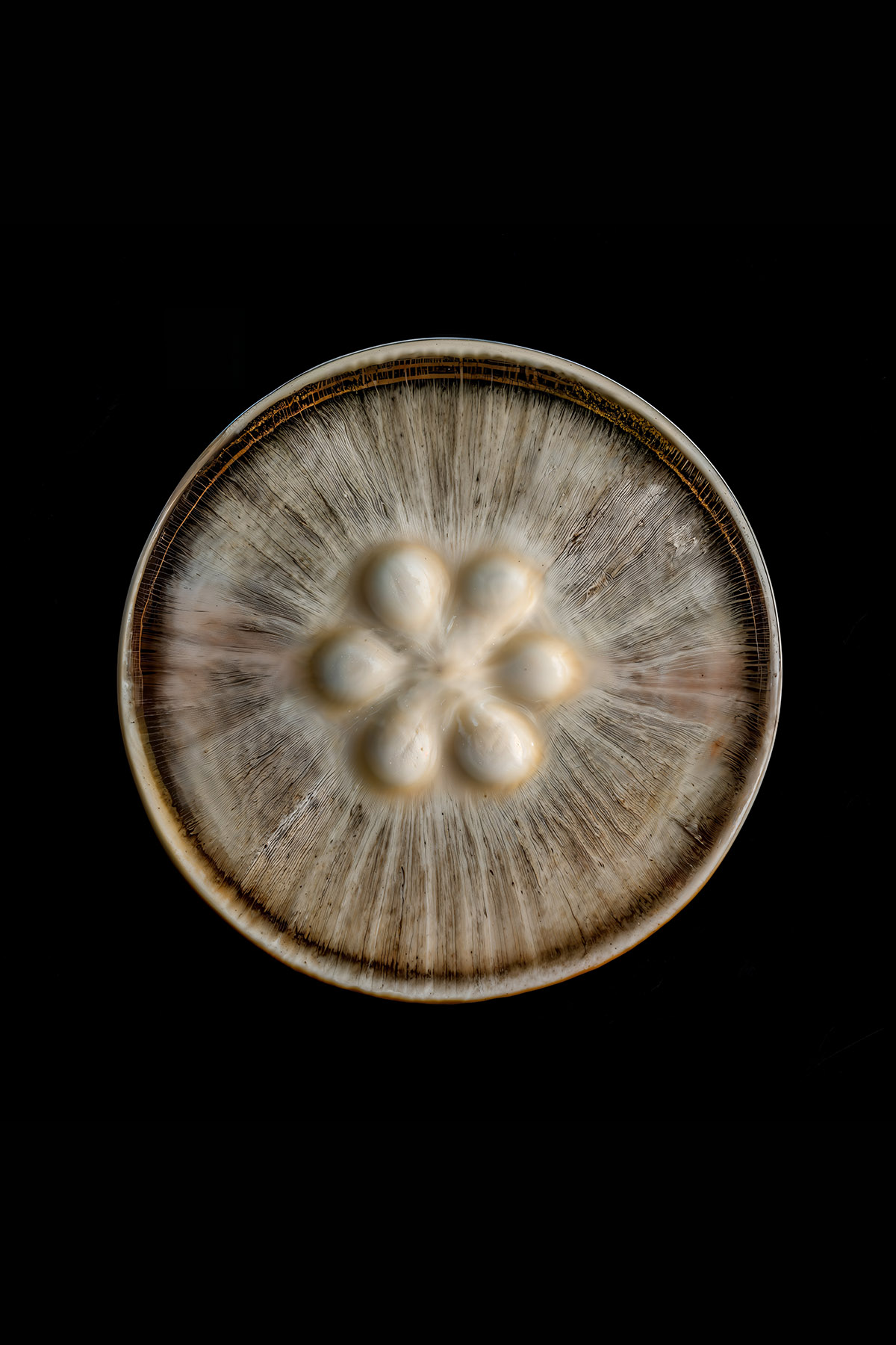 mycelium network:abstraction by SYS™