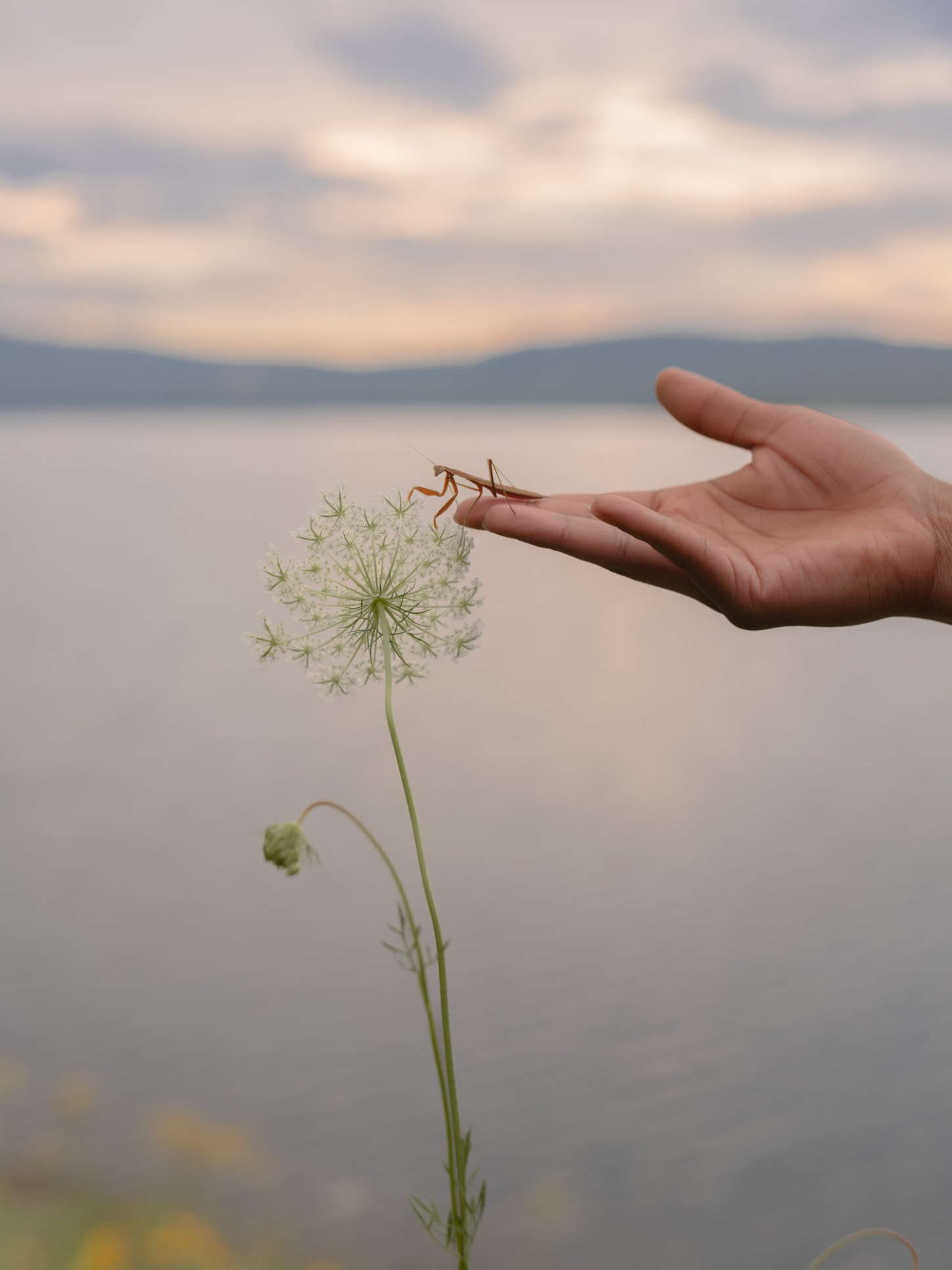 Selected works by Grade Solomon, photography, landscape, colors